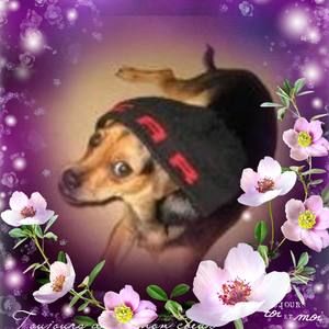 Meet your Posher, Sukhmani